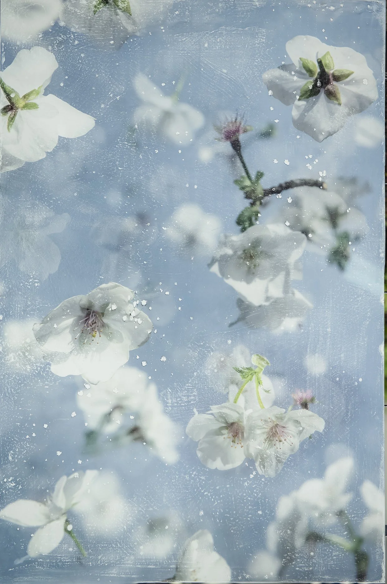 Cherry Blossom 2 of 3 24x36.jpg