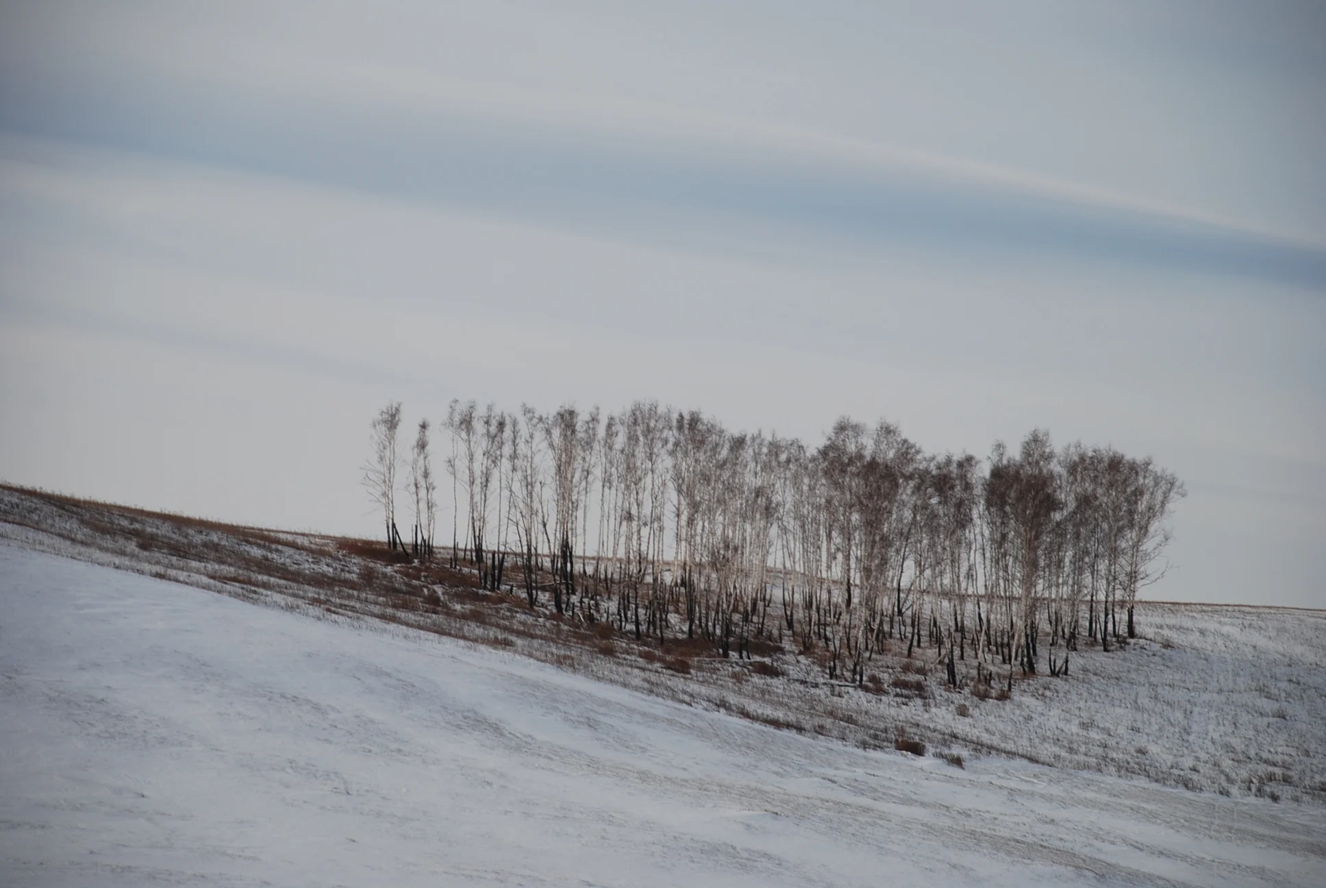 Birch copse, Tuva.JPG