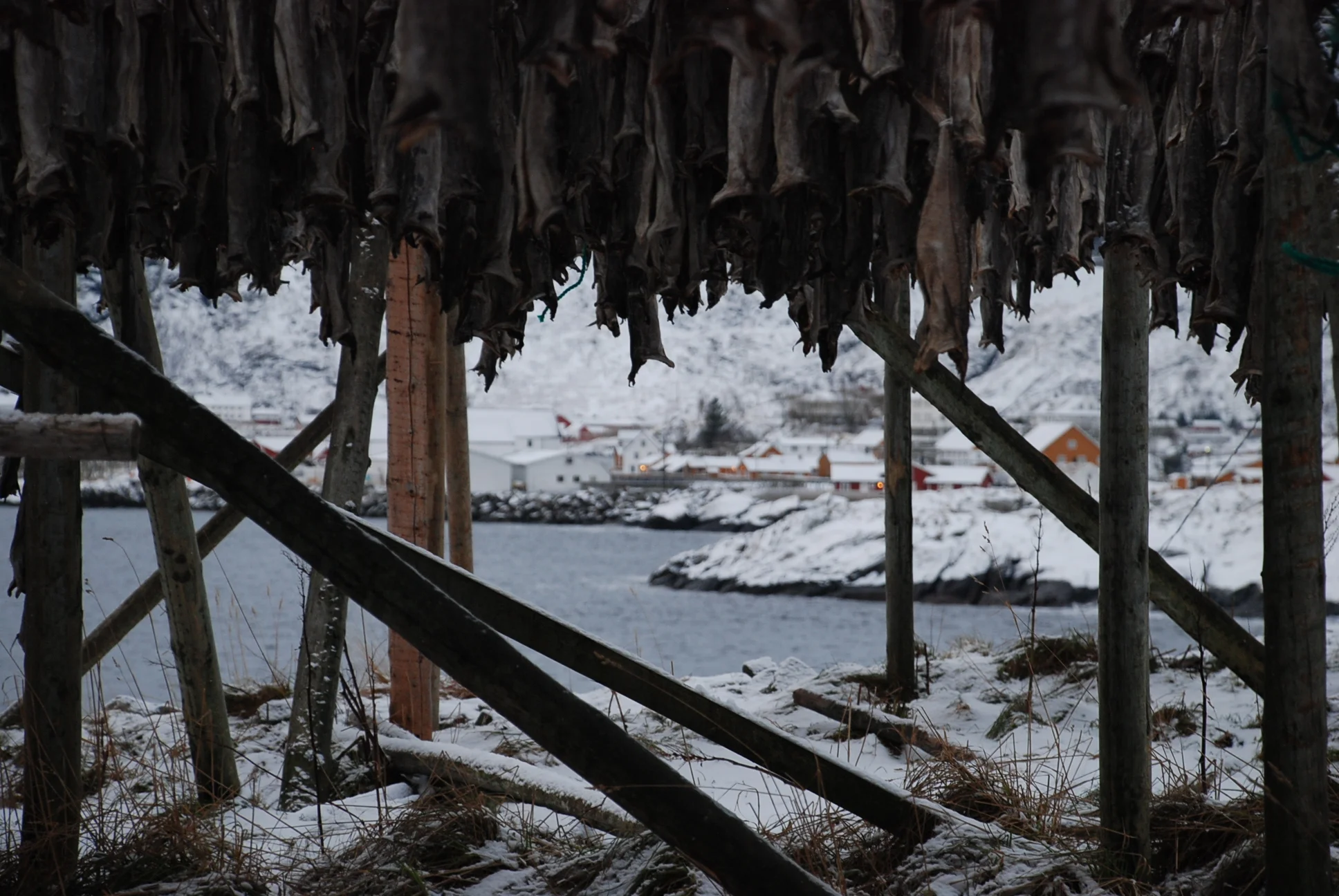 Drying fish, Lofoten islands, Norway.JPG