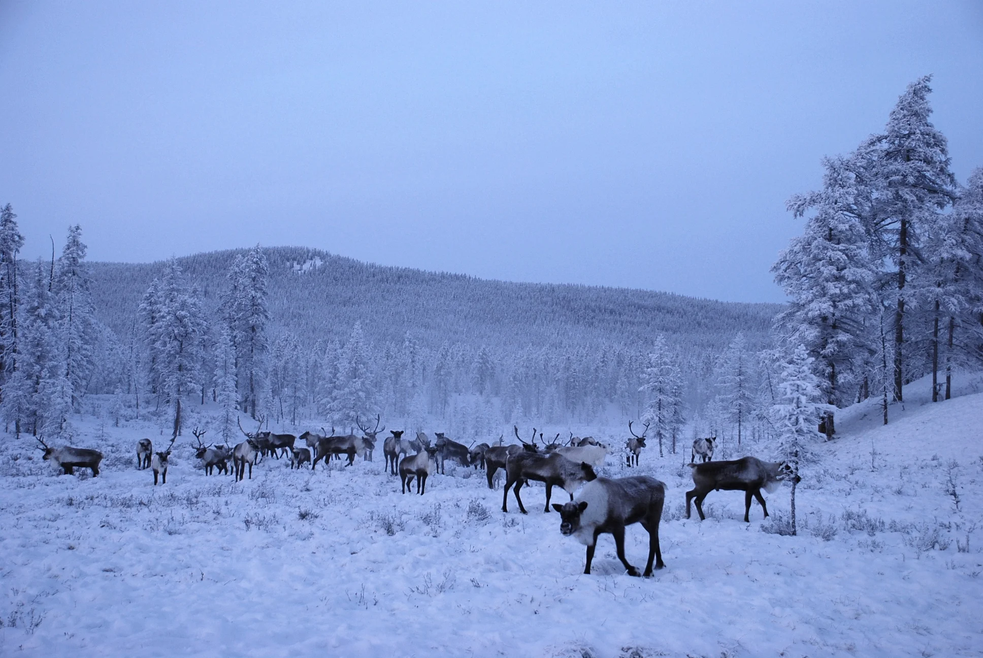 Eveni reindeer herds, Sakha.jpg