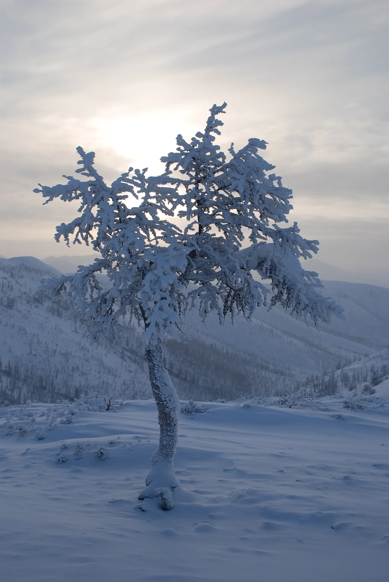 Frosty tree on a high pass, Kolyma Highway, Siberia.JPG