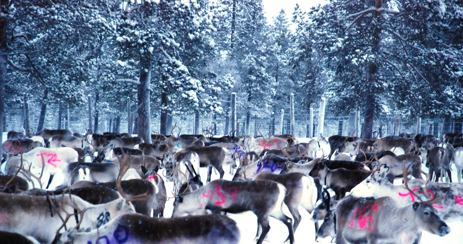 gathered and marked reindeer, northern Finland.JPG