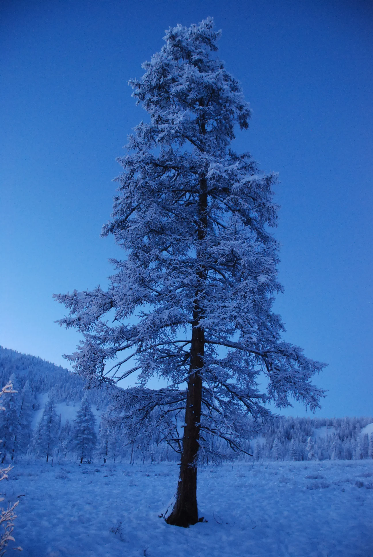Lone tree near eveni camp, Siberia.JPG