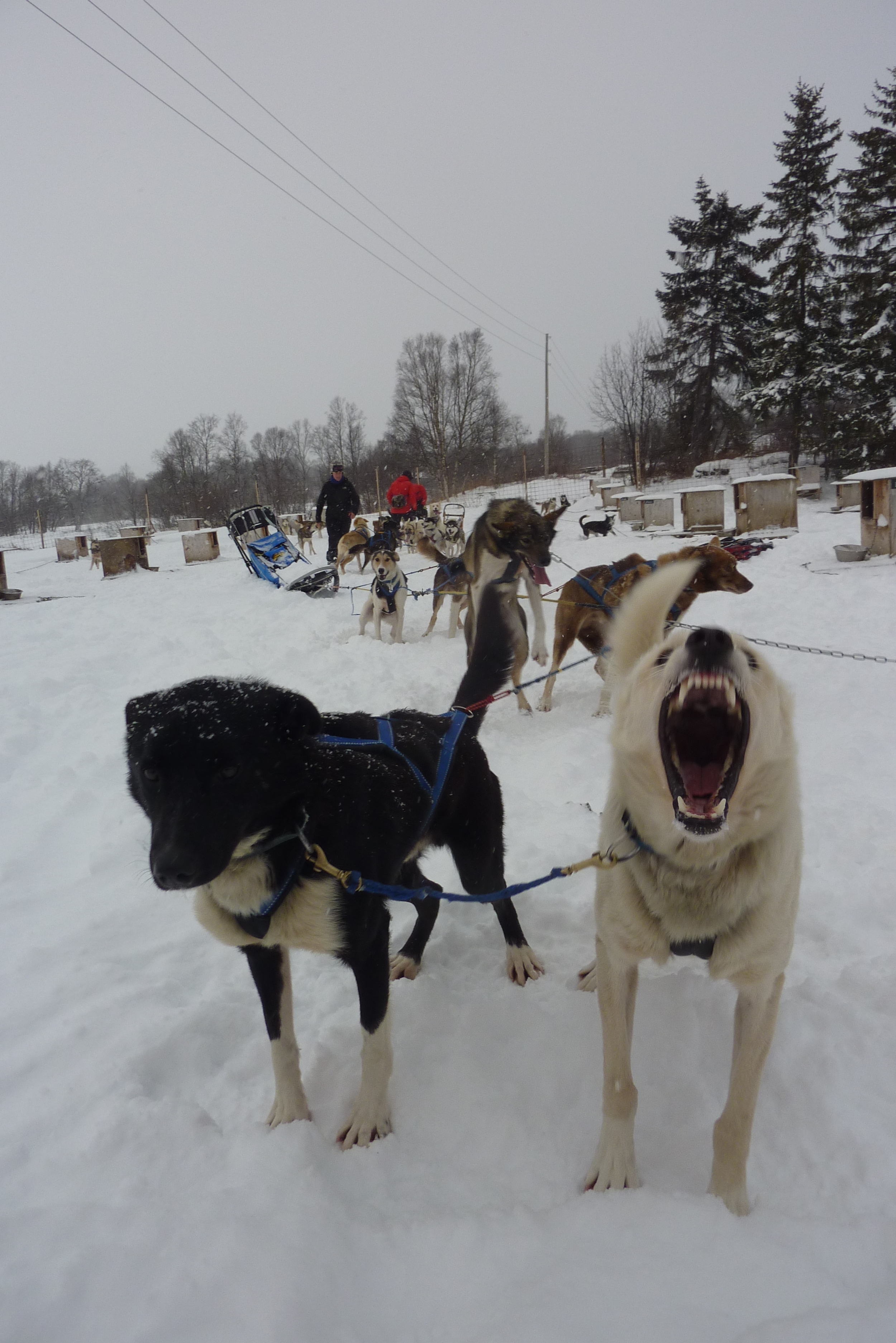 Outing with British champion dog musher Mel Andrews.JPG