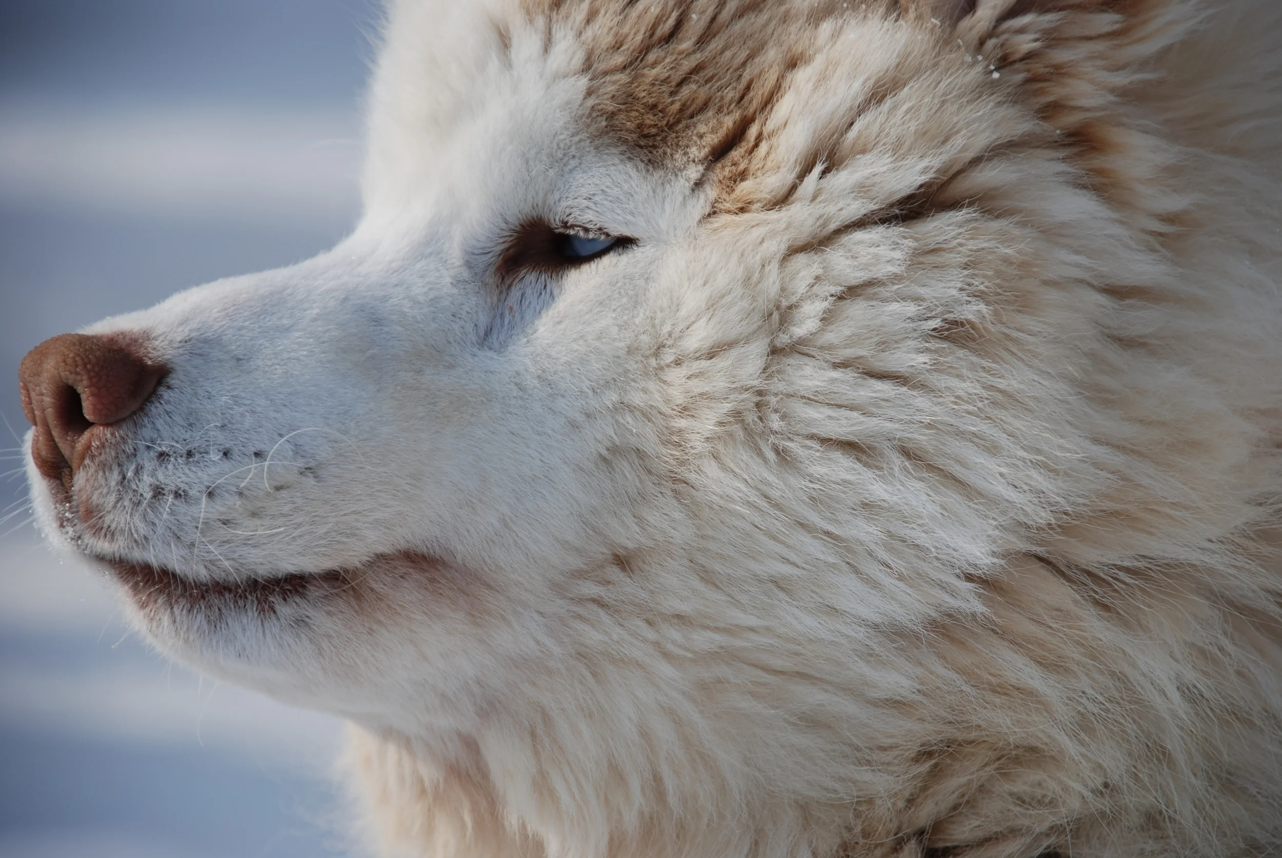 Resolute Bay, Canada.JPG