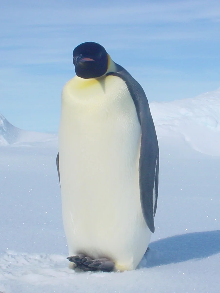 Living in Antarctica.jpg