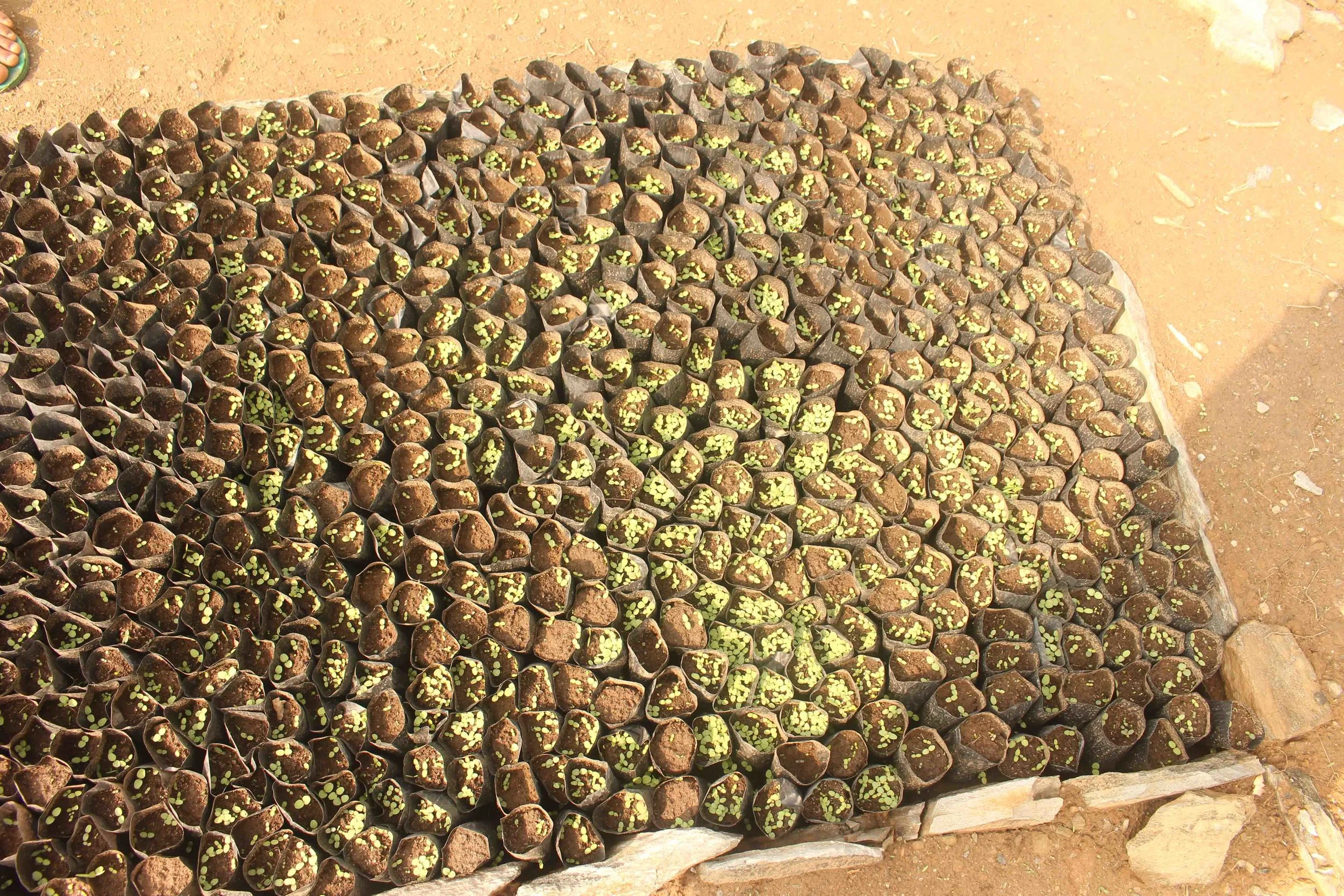 Tree crop seedlings grown at the AFRC.
