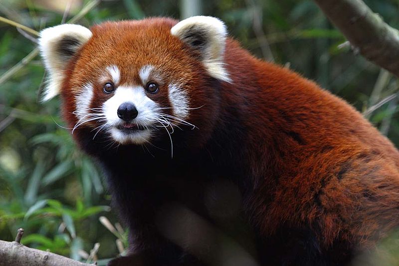 Red Panda. Source: Wikimedia Commons 