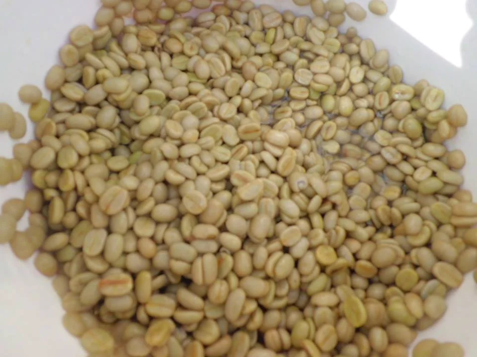 After pulping, we are left with 'parchment', this is coffee that has had its skin removed, but still has a thin layer protecting the interior green coffee bean. The parchment is wet, so is left out to dry for a few days to lower its moisture content. Once dry, the parchment has a hard shell, this protects the green coffee bean inside keeping it fresh for many months if necessary. This parchment, once dry, will be carried in sacks to Deusa AFRC. Through our partners, EcoHimal, the coffee is then transported to Kathmandu to be sold to coffee traders. From there it will find its way to roasting houses in Australia and New Zealand. 