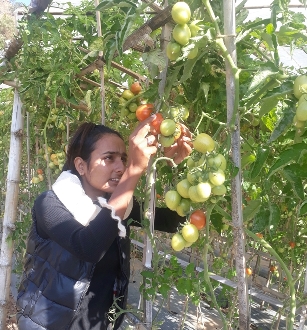 Apprentice agricultural technician monitors tomato crop in Durlunga. 