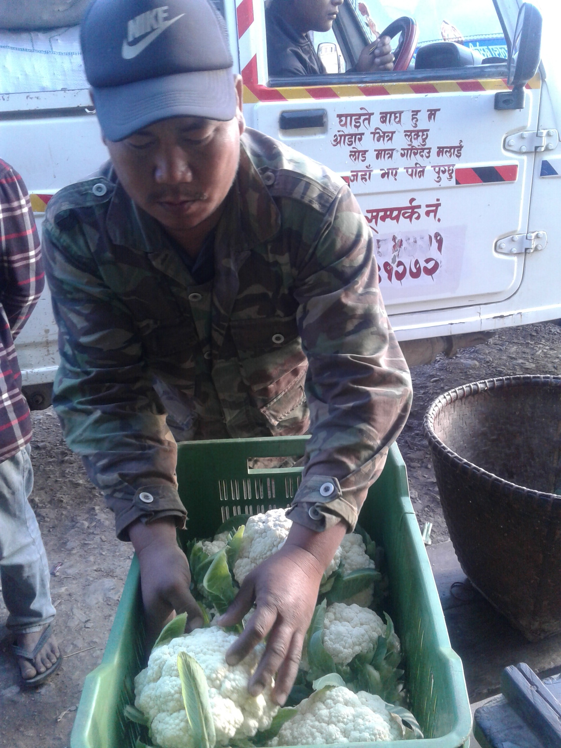 Last minute adjustments to crate of Cauliflower before they are loaded in jeeps and transported to market. 