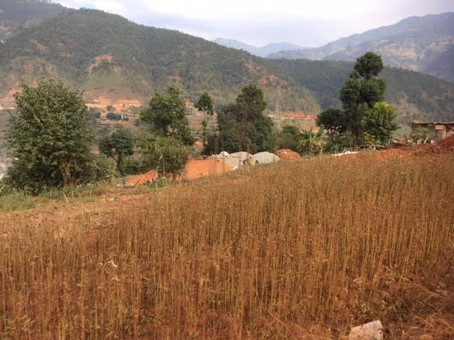 Crops here are rain fed. The monsoon season is now shorter and more unpredictable, presenting huge challenges for farmers. (November 2017)