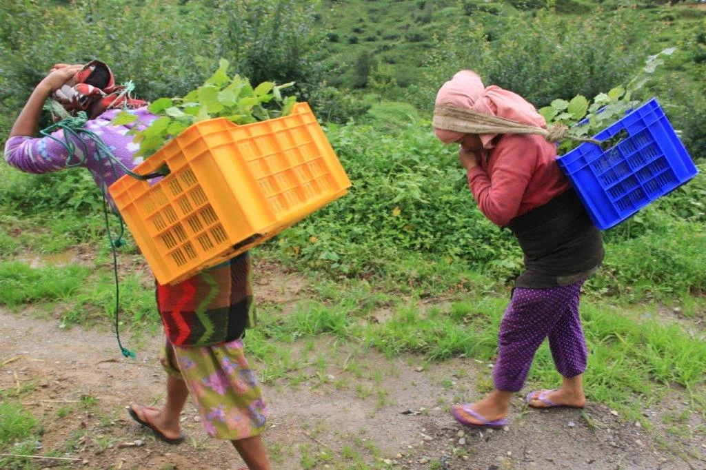 The Glacier Trust Can we grow Hazelnuts commercially in Nepal?