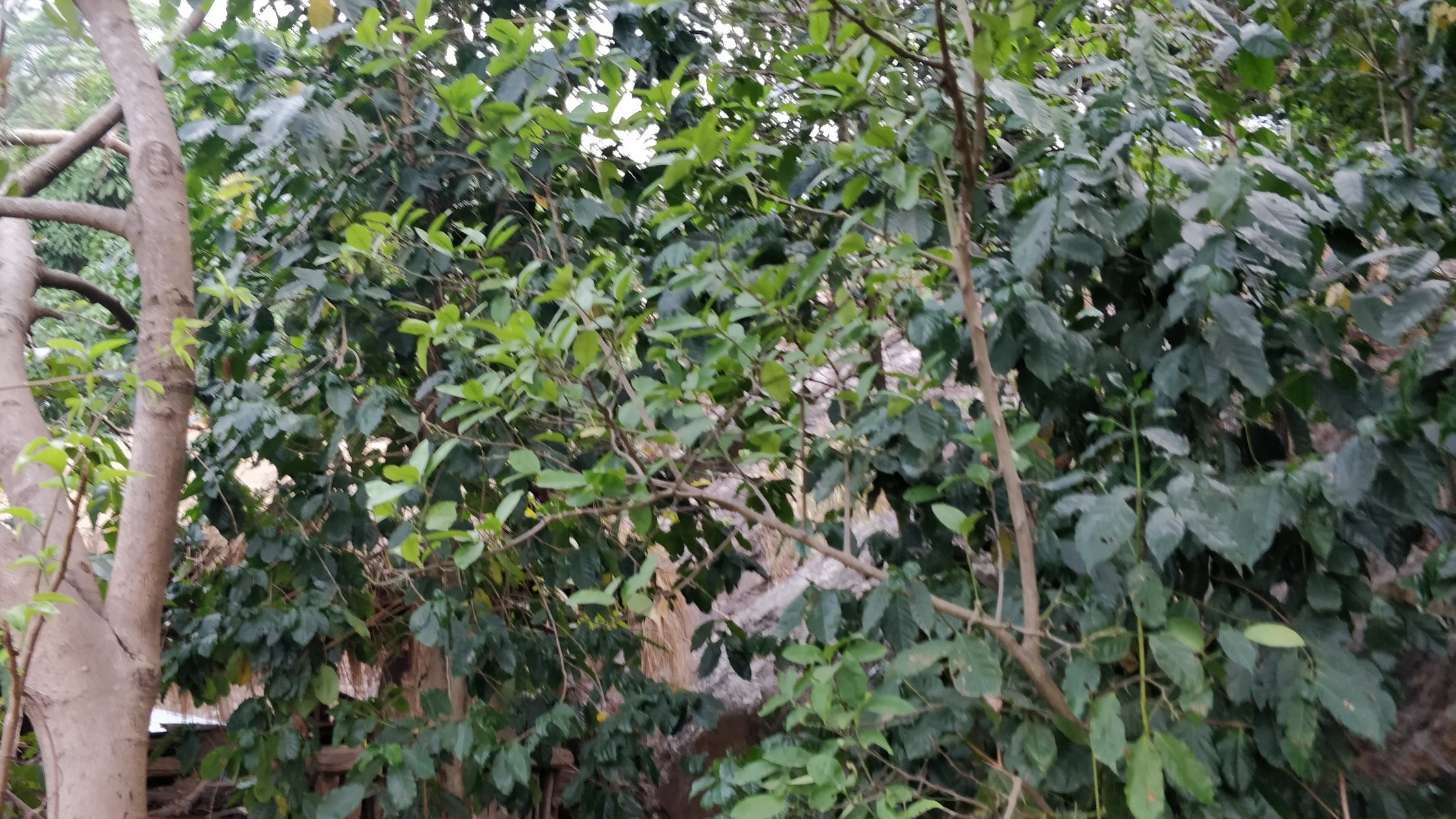 Coffee trees are already growing in Upper Baseni, at the heart of the project area, but they have not been properly tended for years. The farmers we have spoken to know that their is significant potential to increase their income and resilience to climate change if they grow coffee commercially. They also told us that they want to be trained in how to tend, prune, pick, process and market their coffee. This is what the Layer Farming for Adaptation project will enable. Photo credit: HICODEF, 2019.