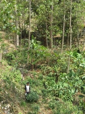 Net Kumar Rai in Deusa’s coffee belt.