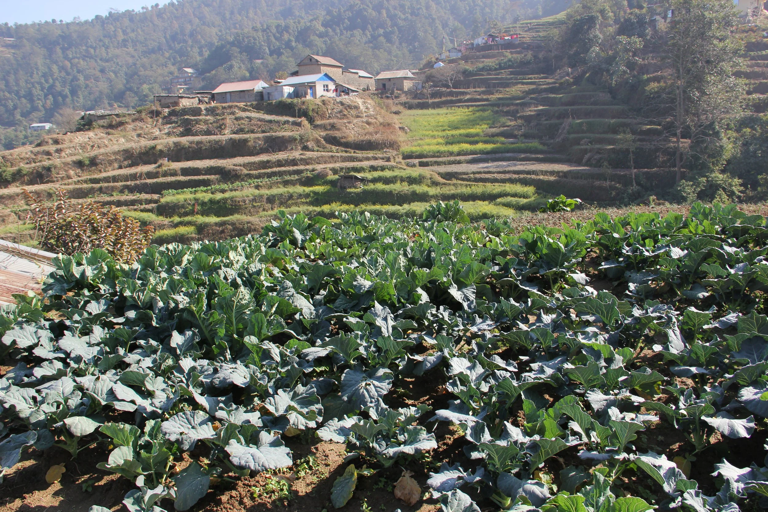 Introducing Amy Wilson - in Nepal!