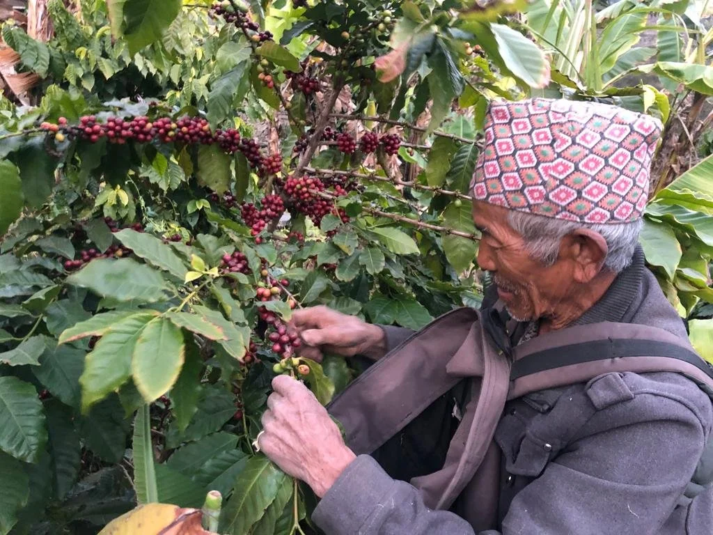 Trainee plucking coffee beans.jpeg