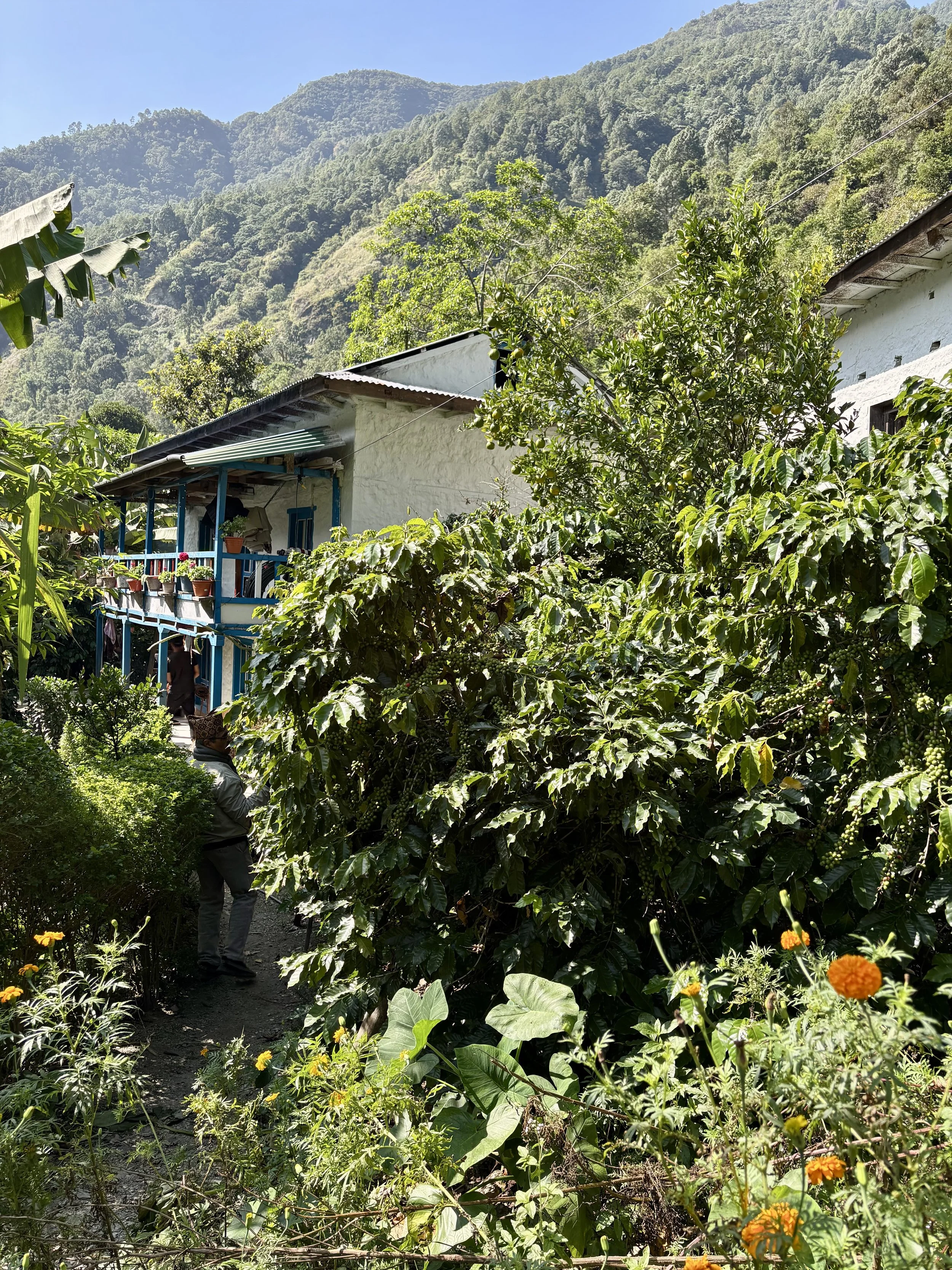   Solukhumbu - Climate Change Adaptation Programme  