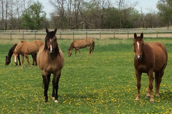 horses for sale in wisconsin.jpg