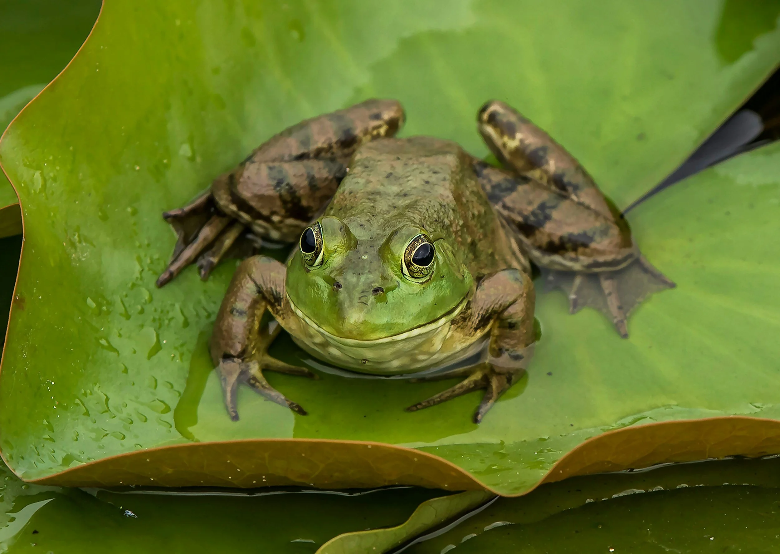 December 28, 2024 | Jeremiah was a Bullfrog
