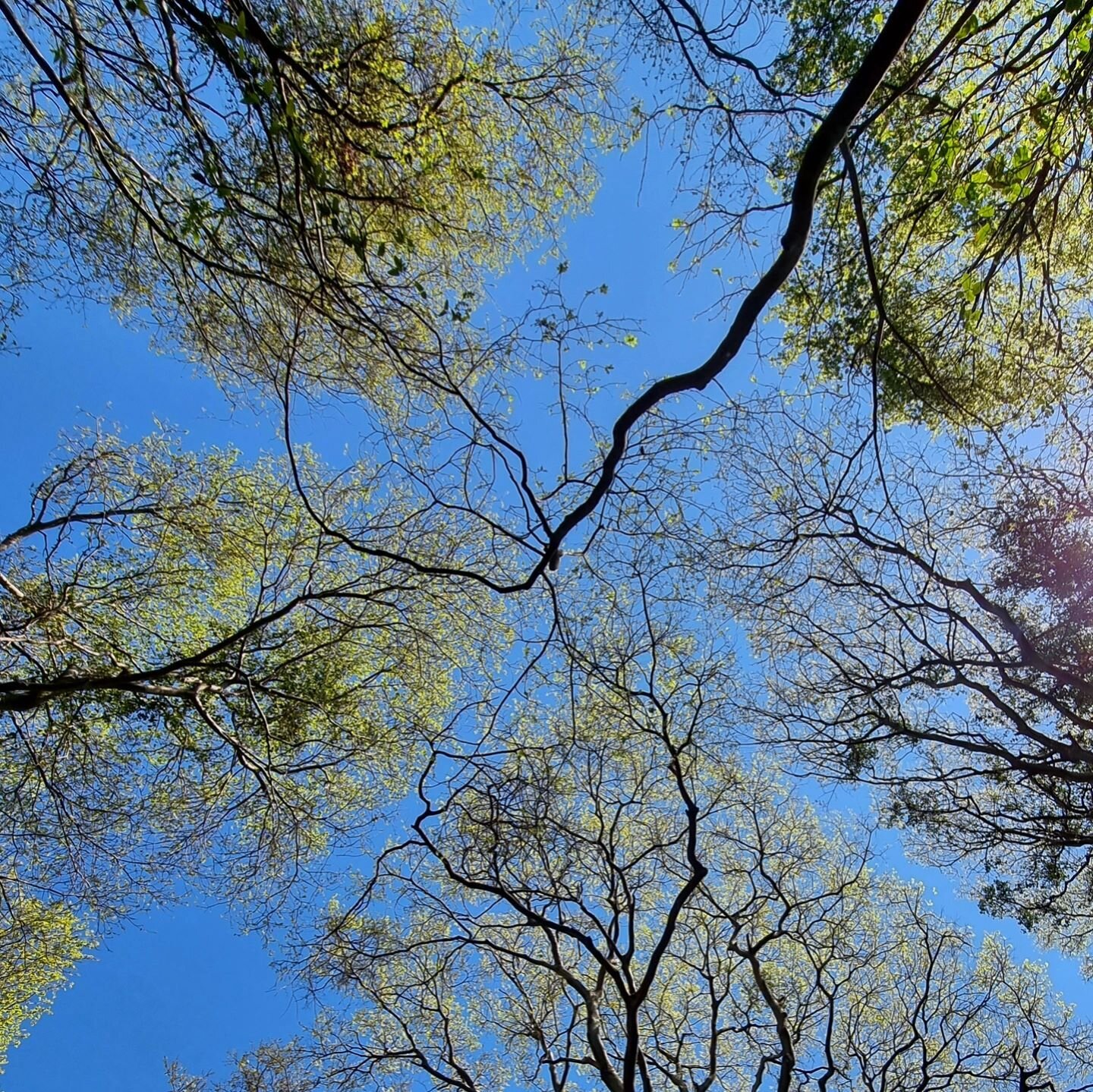 Spring is in the air...
-
Powerful display by Celtis africana trees, showing off their striking new leaves against clear blue skies...

#springtime #newseason #southafricanskies #indigenoustrees #landscape