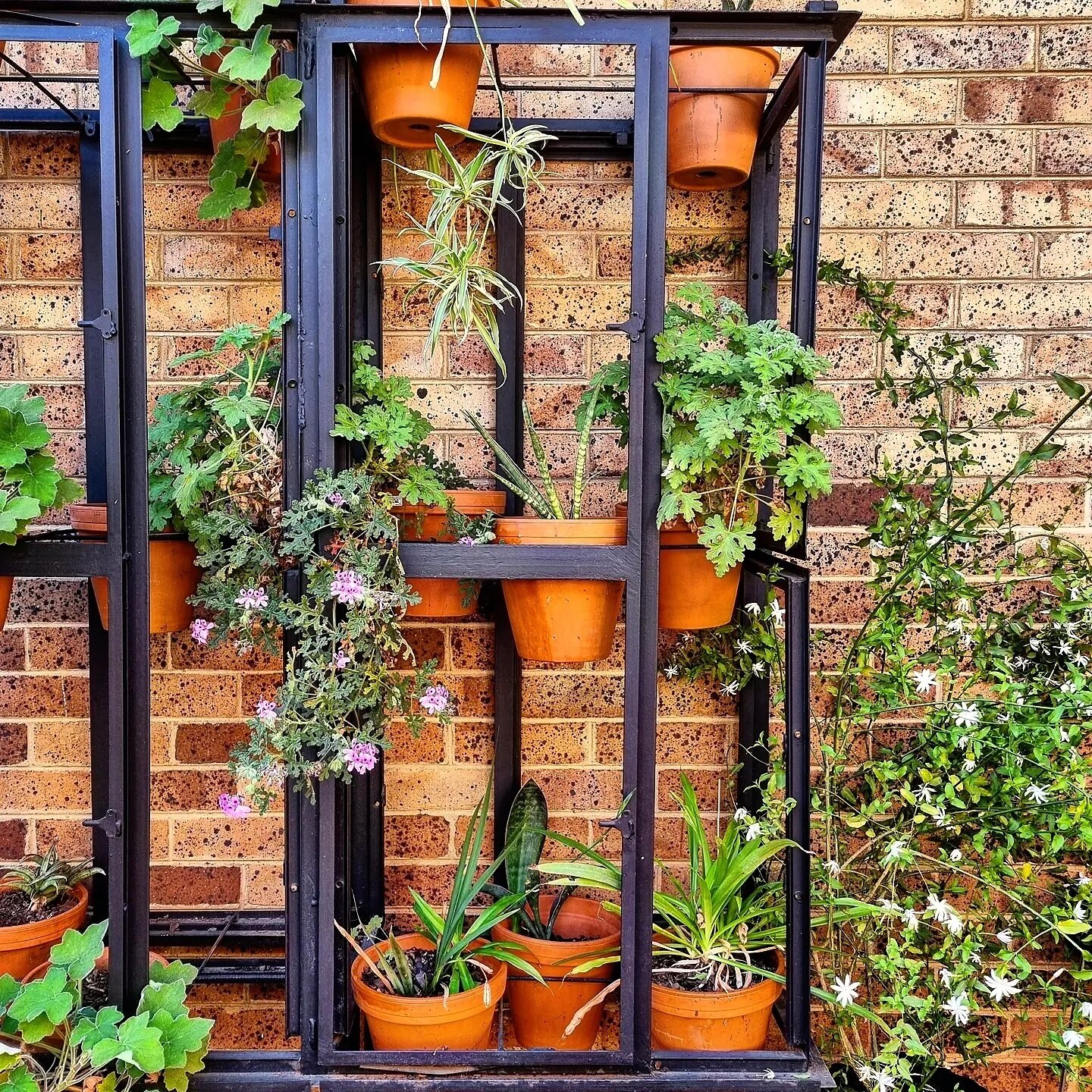 Spring is in full bloom at the FDG office...
- 
Indigenous aromatic plants greet guests as they arrive at Fieldworks Design Group. 
#repurposed steel window frames support suspended terracotta pots housing these showy plants. This #upcycled and low m