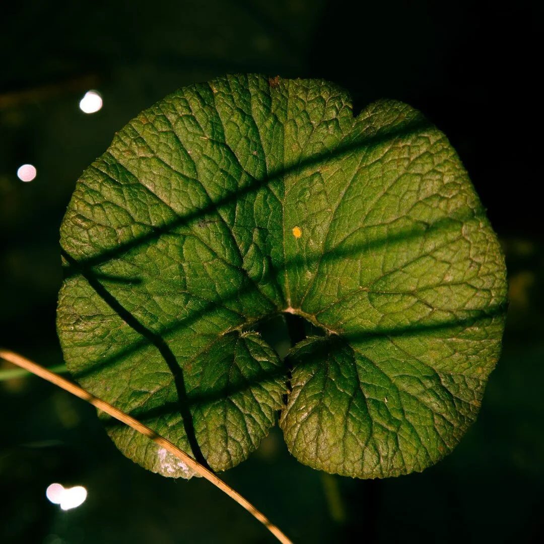 Gunnera perpensa - River pumpkin 
.
Belonging to one of the oldest angiosperm families and being among the largest herbs on the planet, this plant is well adapted to survive in swamps. In addition to its water purification abilities, this plant's lar
