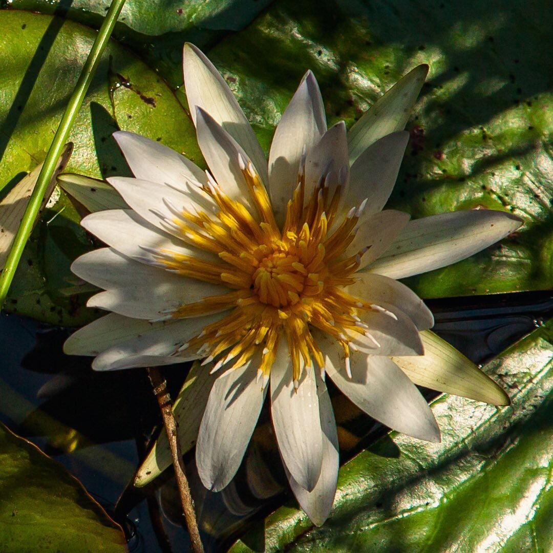 Nymphaea nouchali var. caerulea - Cape water lily
&bull;
South Africa's most commonly grown indigenous water lily makes a great addition to ponds and water purification systems that rely on natural purification processes. 
&bull;
Photo credit: @duard