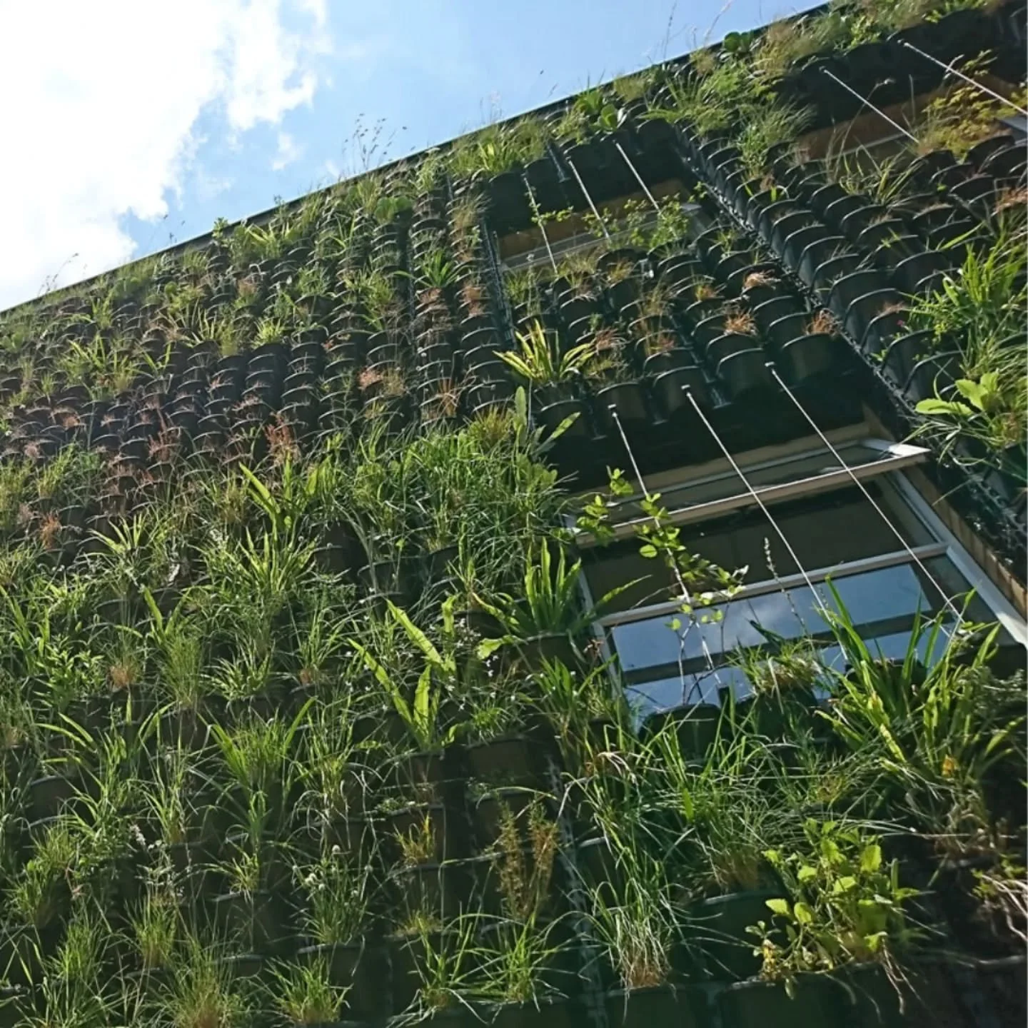 Located on @keyesartmile , Johannesburg, this living wall showcases plants from the highly endangered Egoli Granite Grassland Veldtype. The wall is a dynamic artwork that changes seasonally. As sunlight moves across the wall, the display changes colo