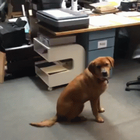 Frisbee = Your marketing message Dog = Your customers