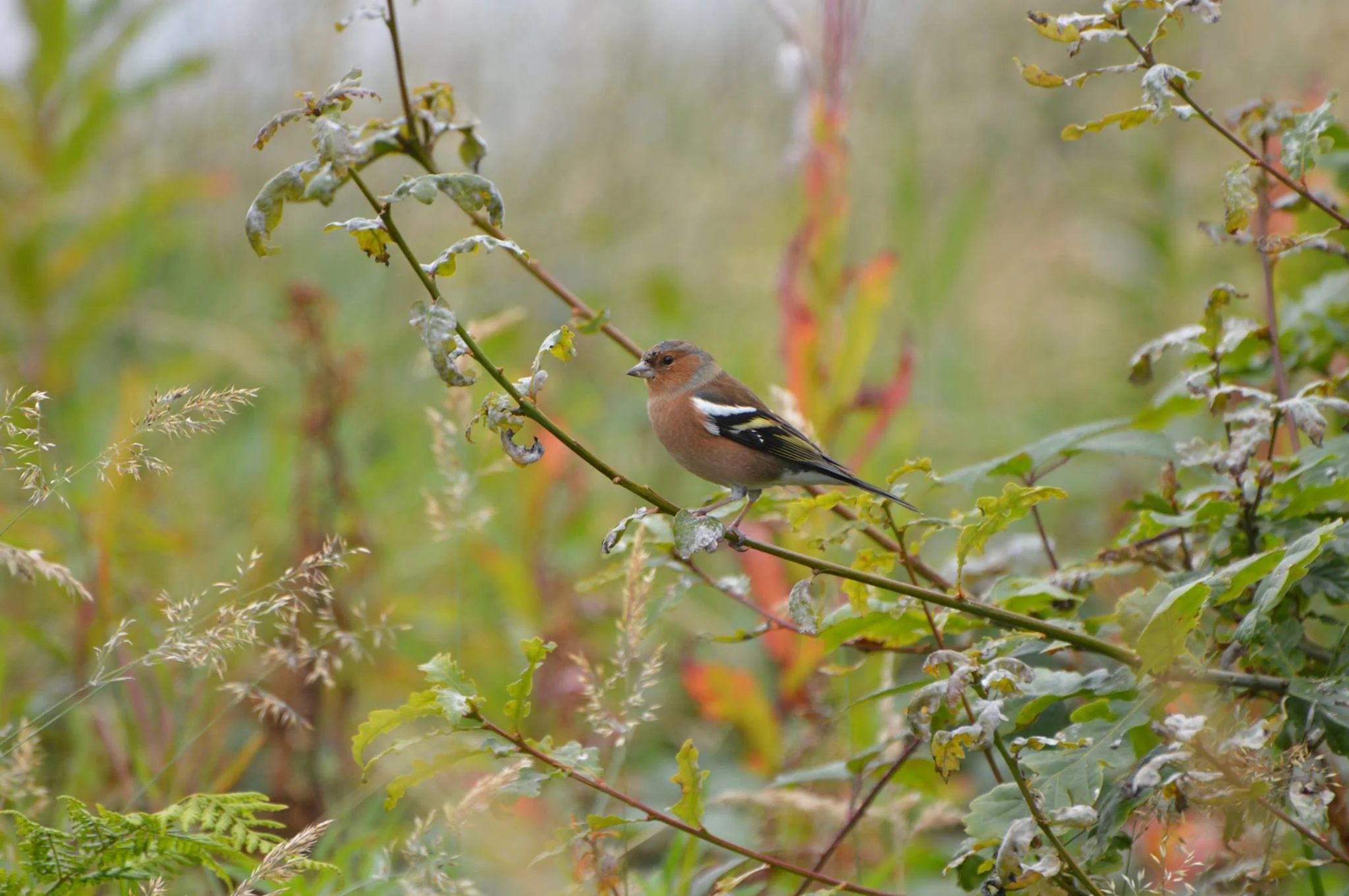 One of the birds at Clatteringshaws Loch.
