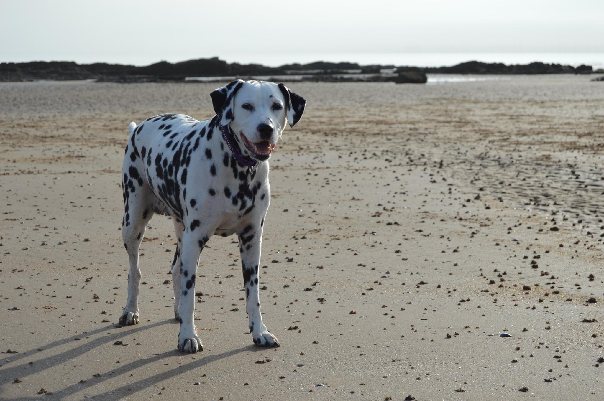My Dalmatian Molly enjoying one of her many beach walks. 