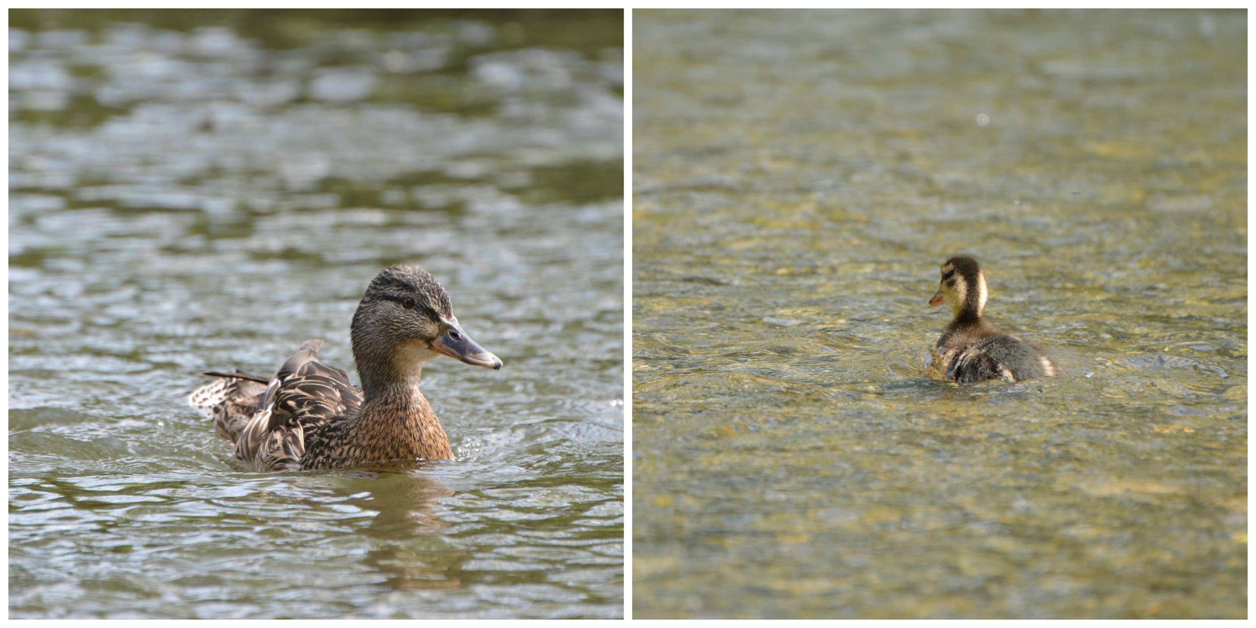 Some of the Bakewell wildlife. 