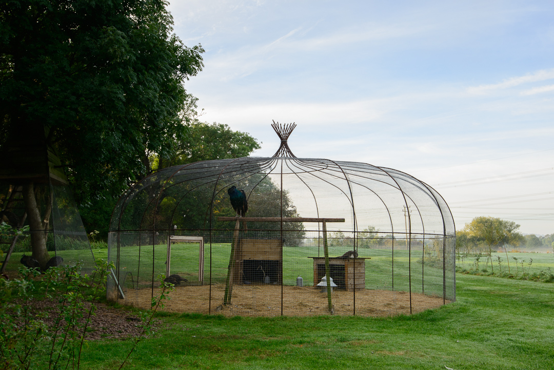 The peacock pen.