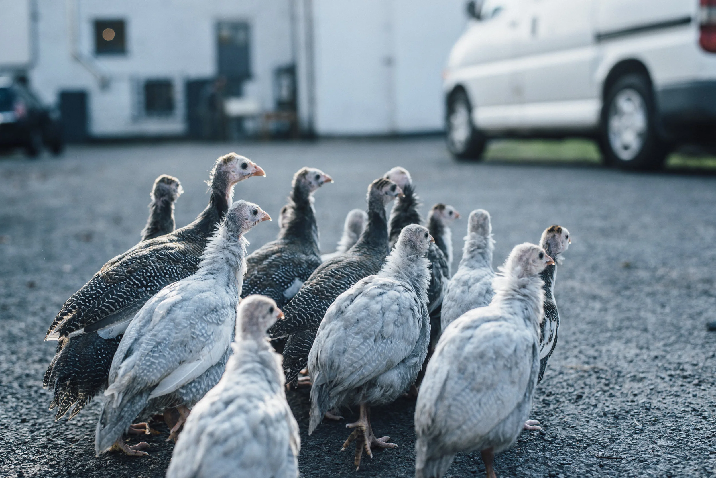 The Cotes Mill Guinea Fowl