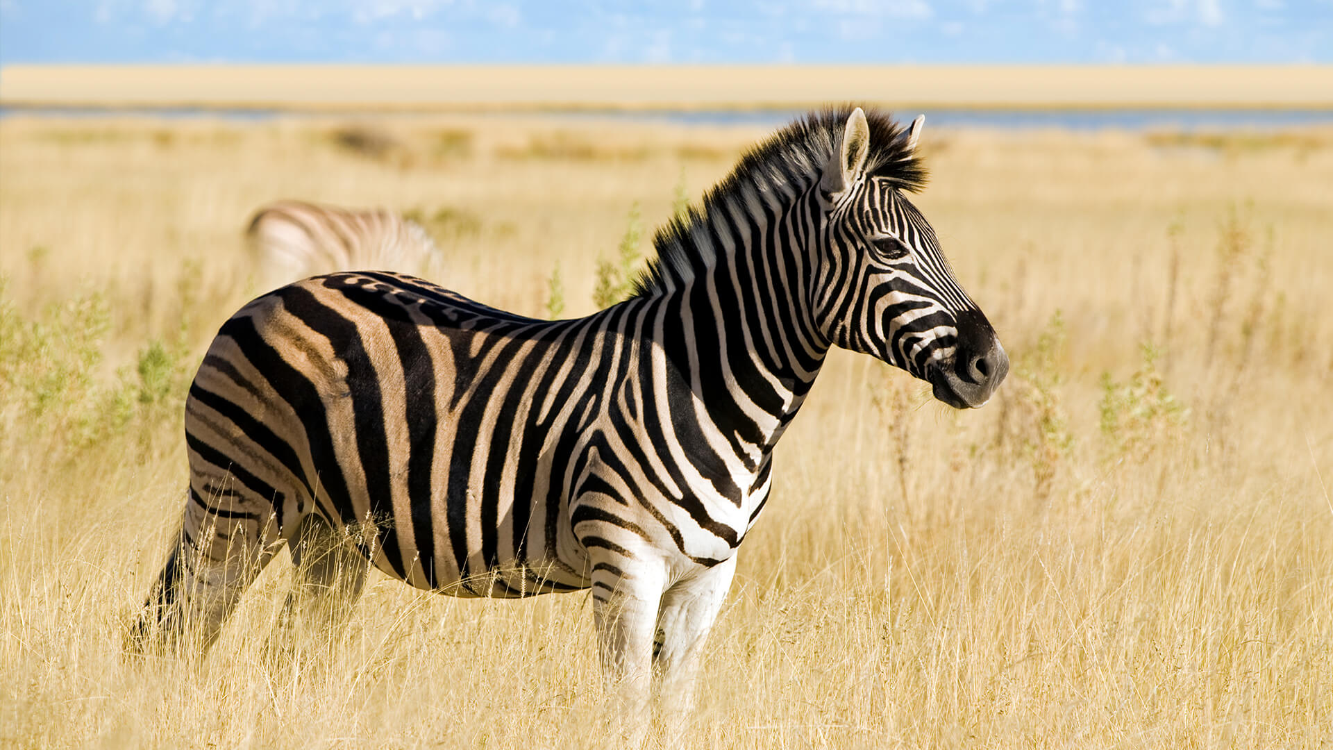 http://animals.sandiegozoo.org/animals/zebra
