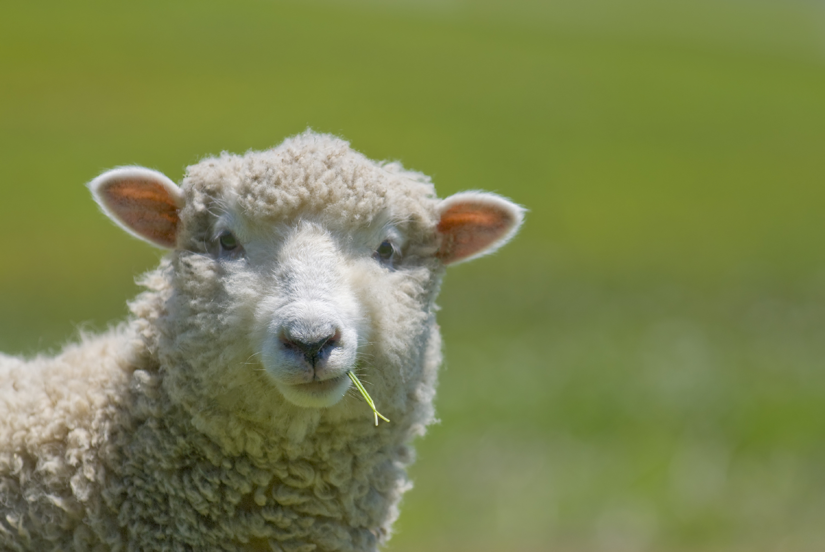 http://countrysidenetwork.com/category/daily/livestock/sheep/