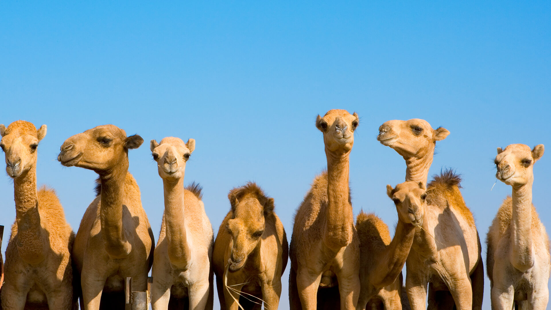 http://animals.sandiegozoo.org/animals/camel