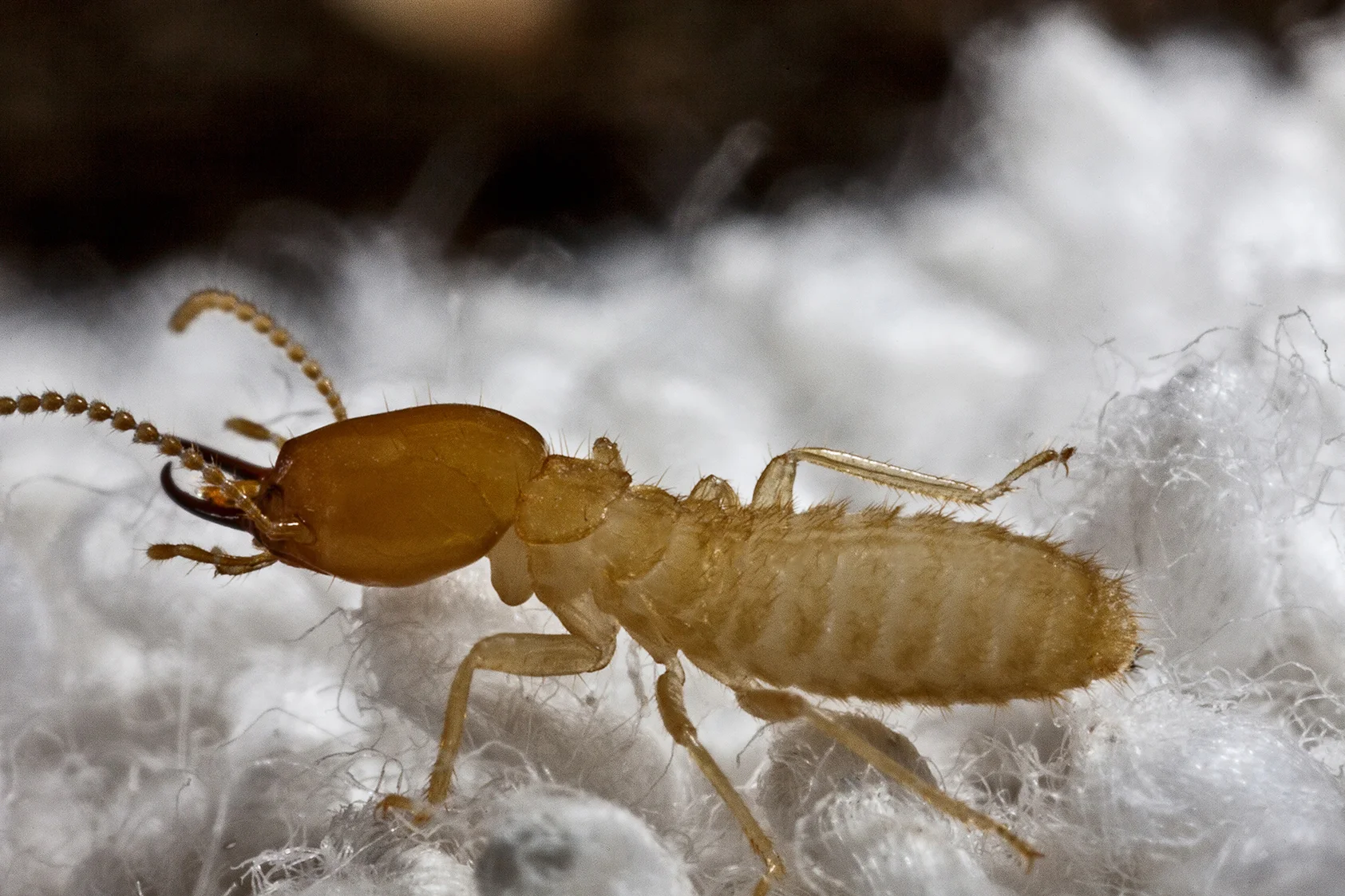 http://pestworldforkids.org/pest-guide/termites/