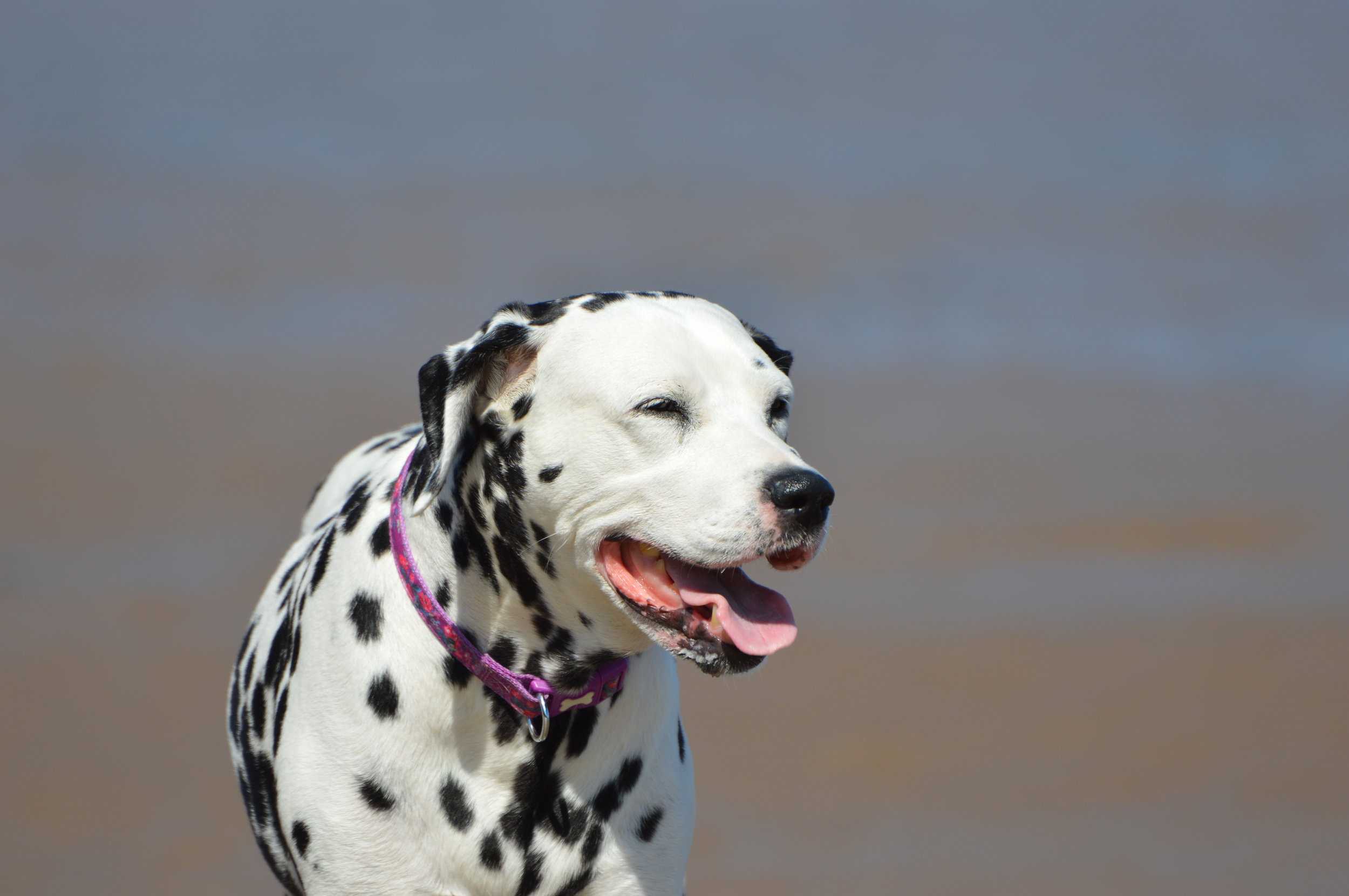 Molly Dog! 