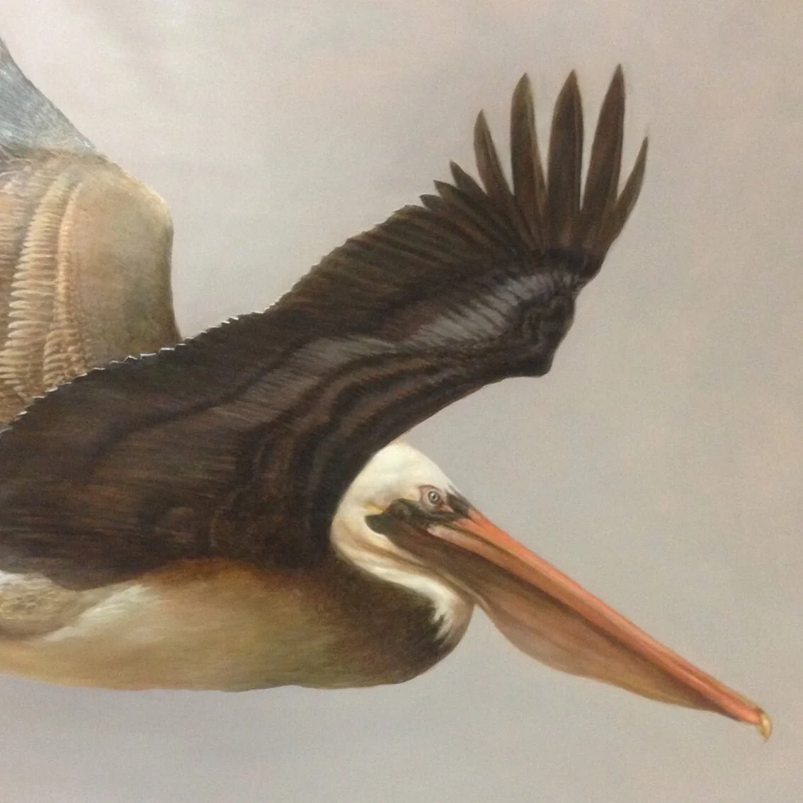 pelican.jpg