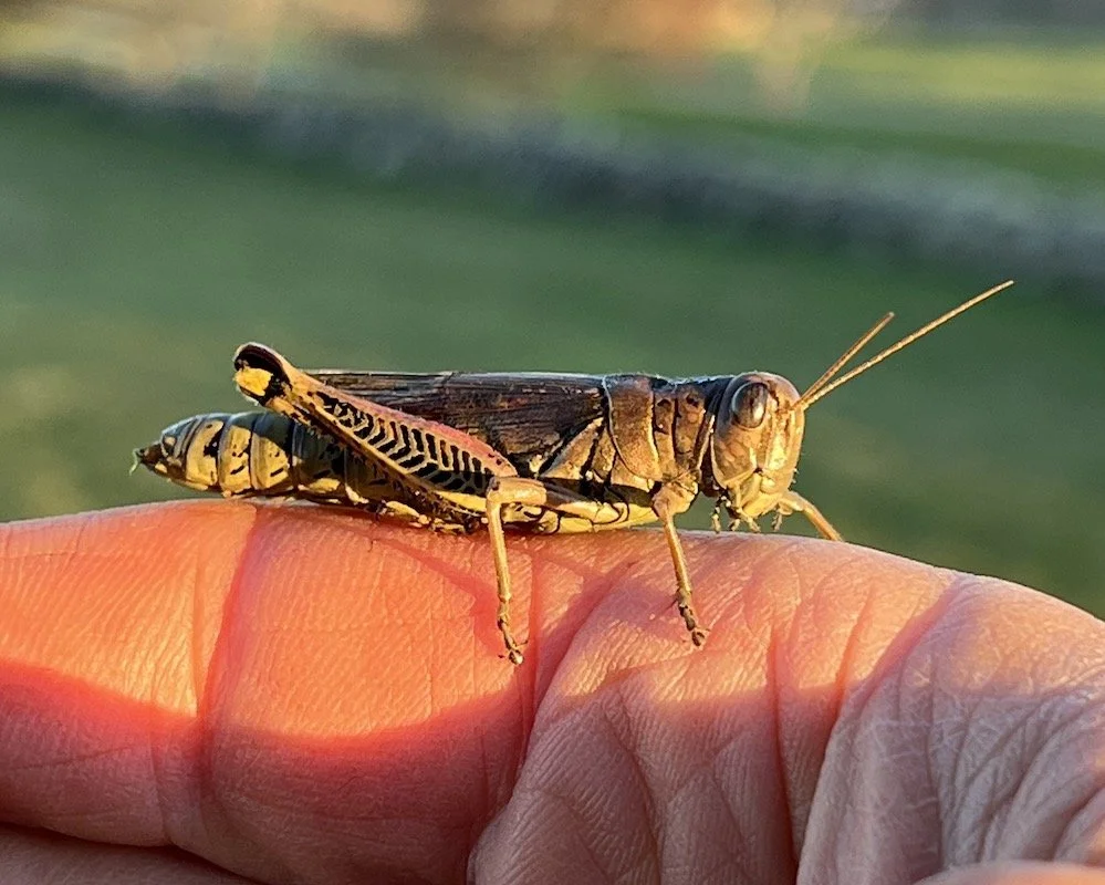 Local Natural Beauty