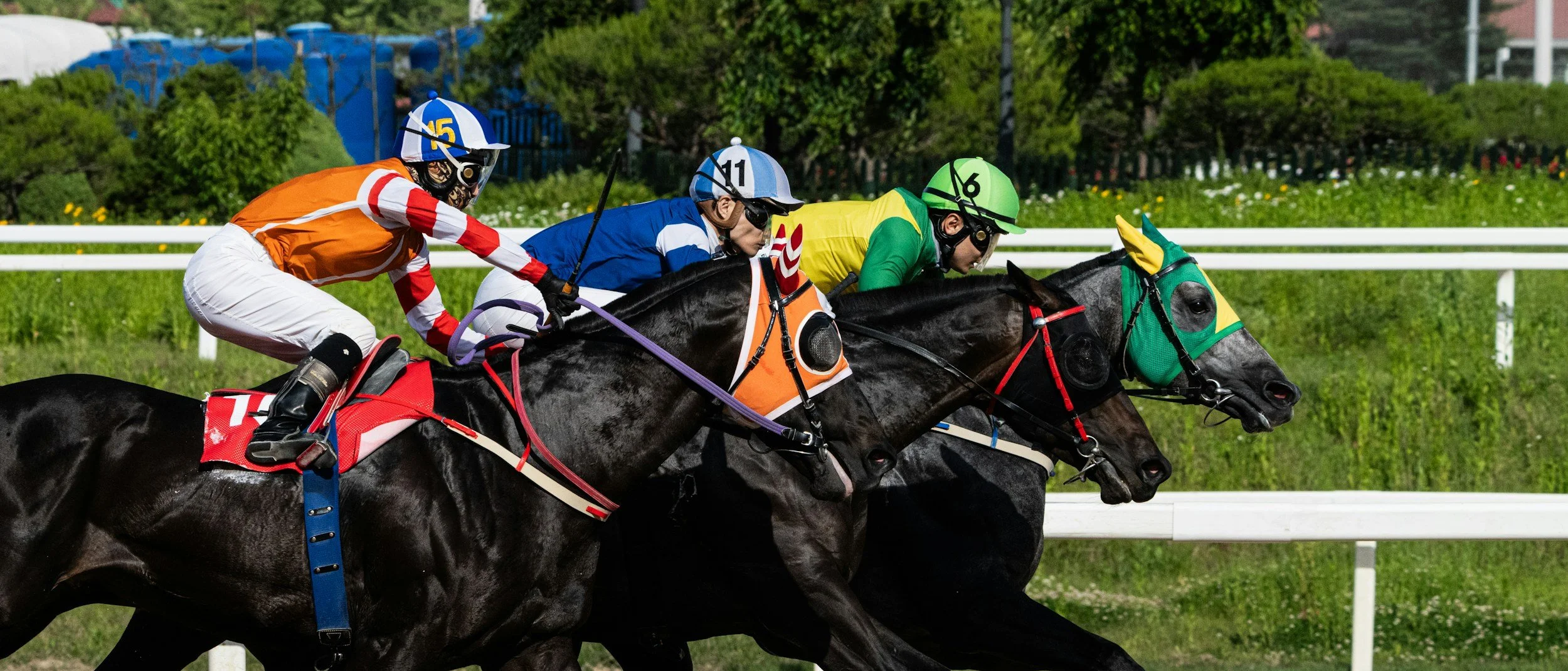 The Third Turn: What Horses Can Teach Us About Midlife