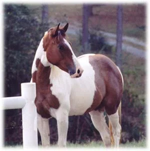 horse.2.jpg