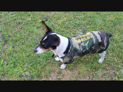 Col. Harley 4.jpg