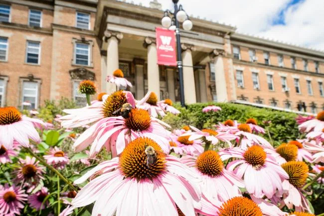 Agricultural_Hall_echinacea17_5881_UW.jpg