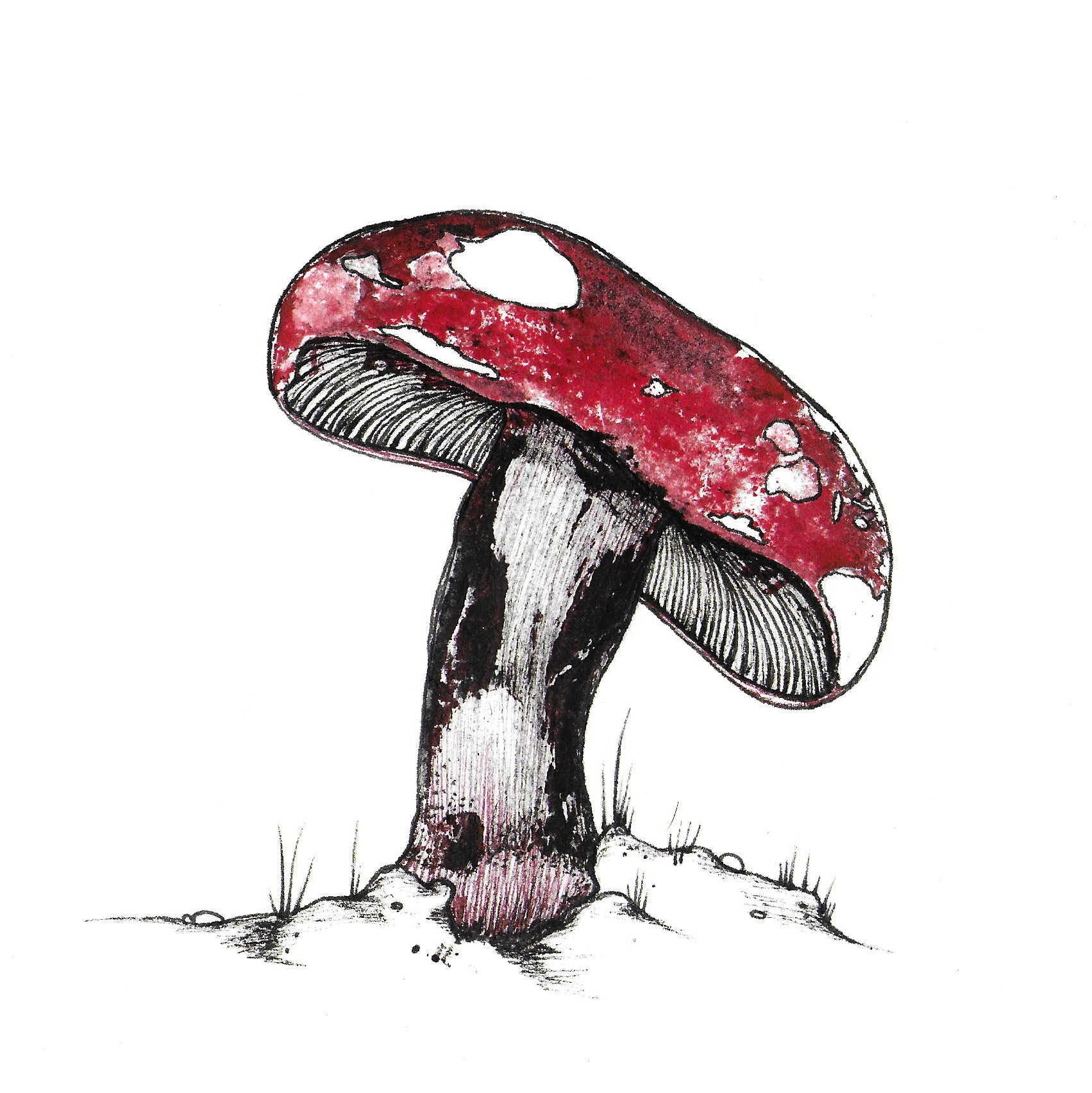 Red_Mushroom_2.jpg