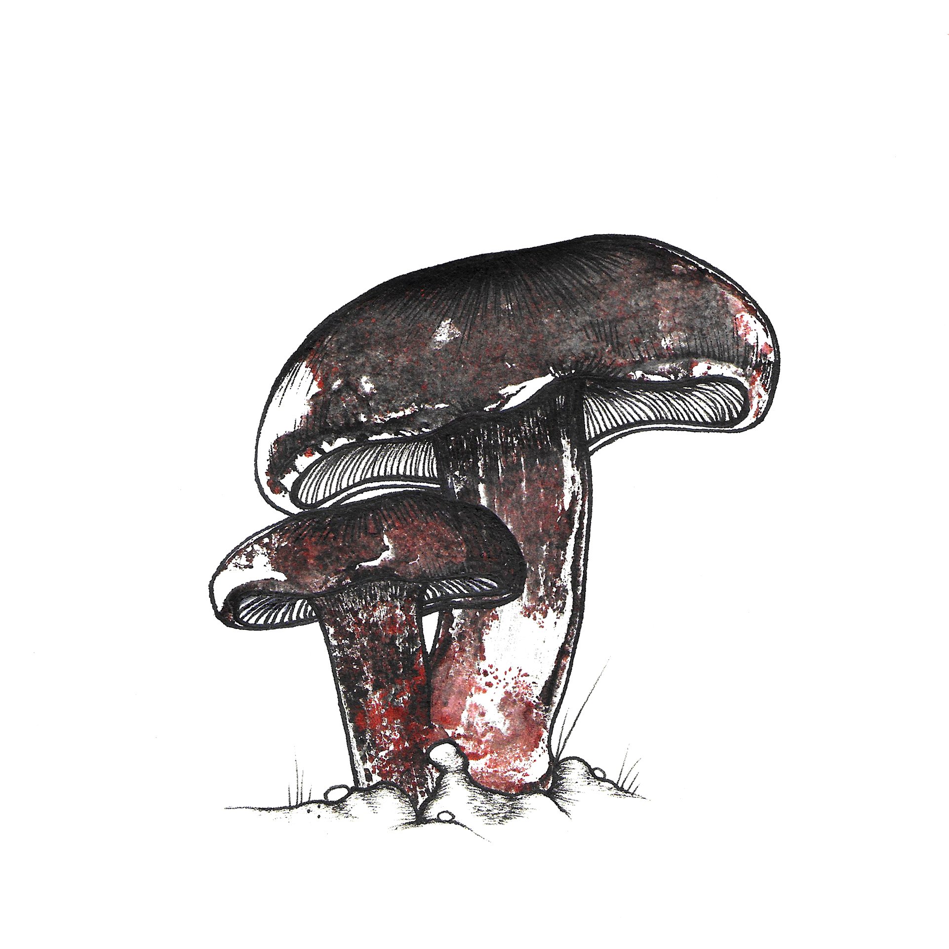 Mushroom2.jpeg