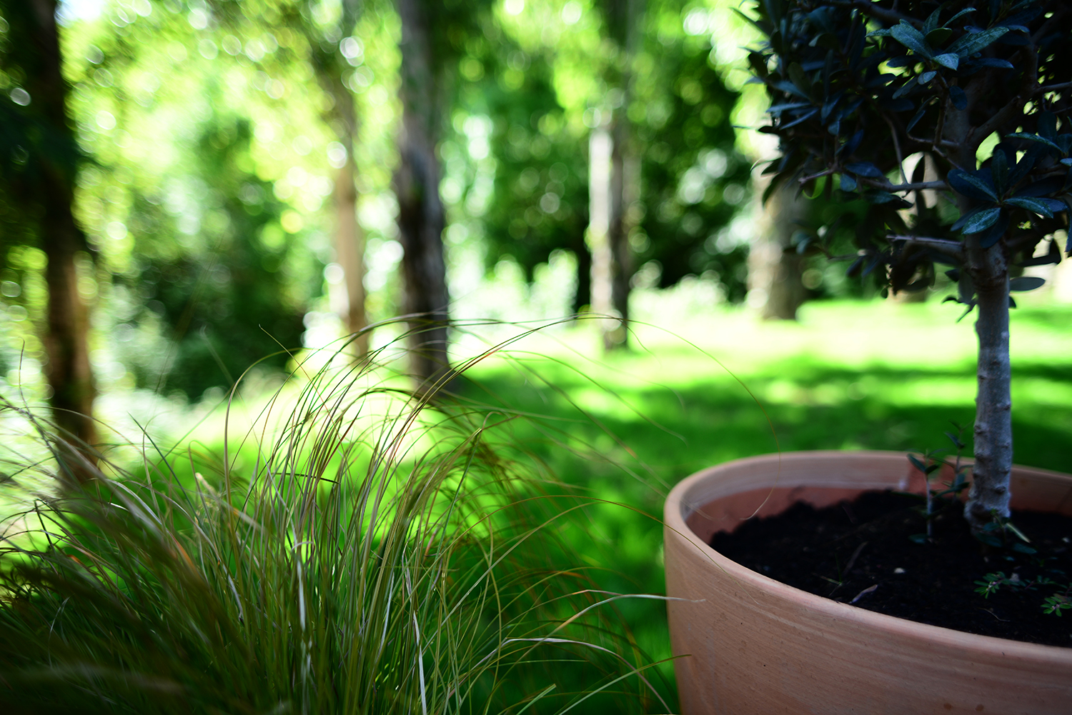 SJP_back-yard-deck05a_2015-08-16-10.52.04.jpg