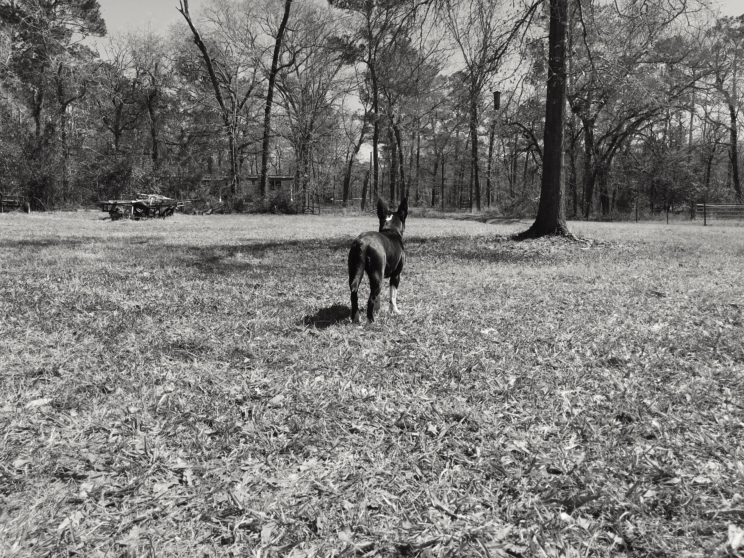  February 27, 2016 iPhone 6s Montgomery, Texas Edited with VSCO 